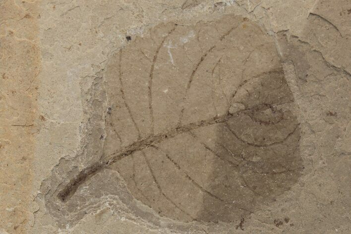 Fossil Leaf (Betula) - McAbee Fossil Beds, BC #220696